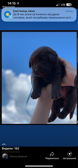 Шоколадні лабрадори