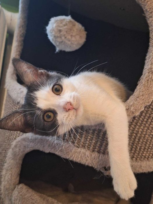 maly kociak do oddania