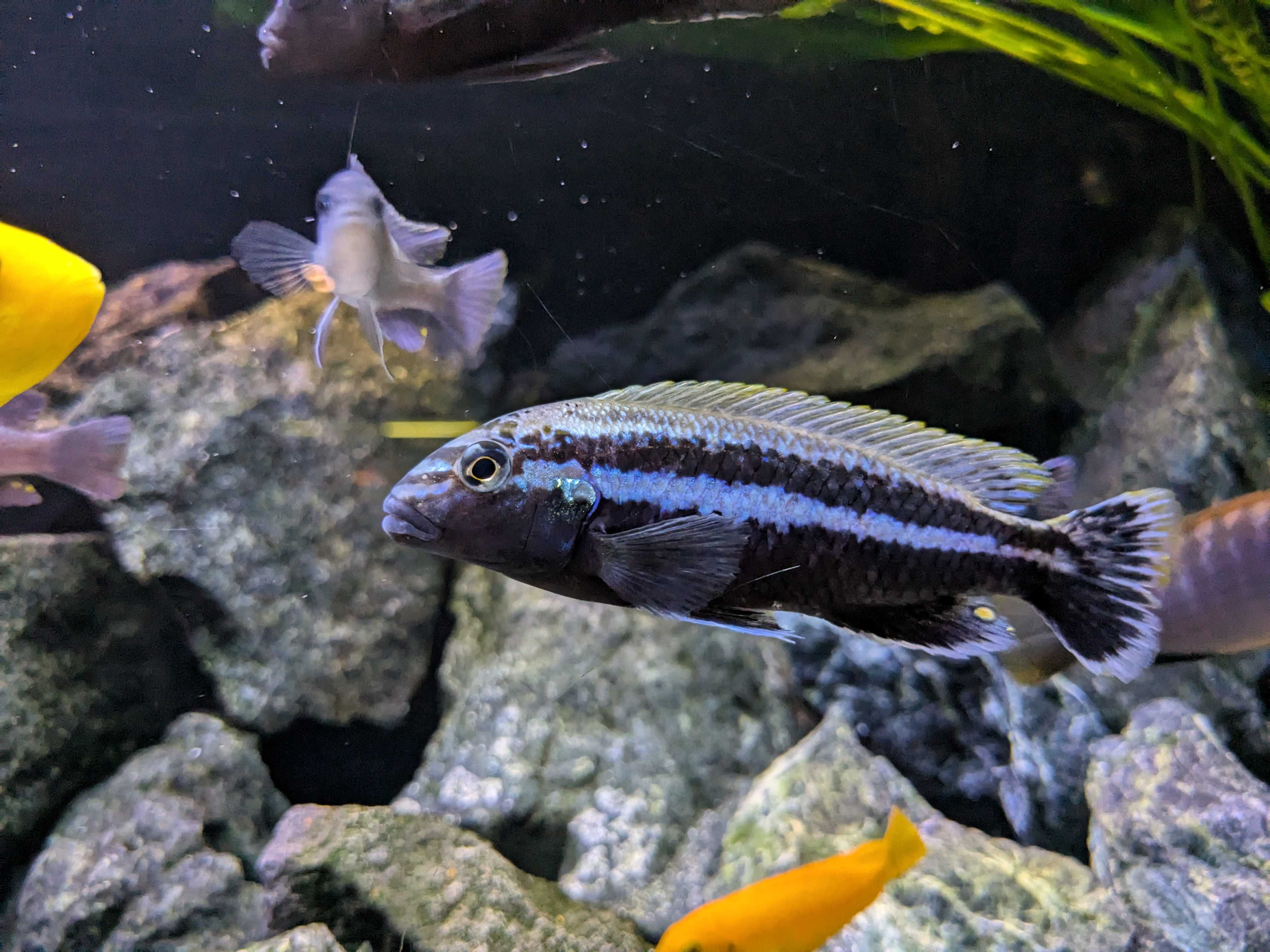 Melanochromis Auratus - pyszczak złocisty
