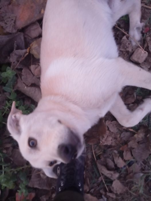 E cão de acompanhia
