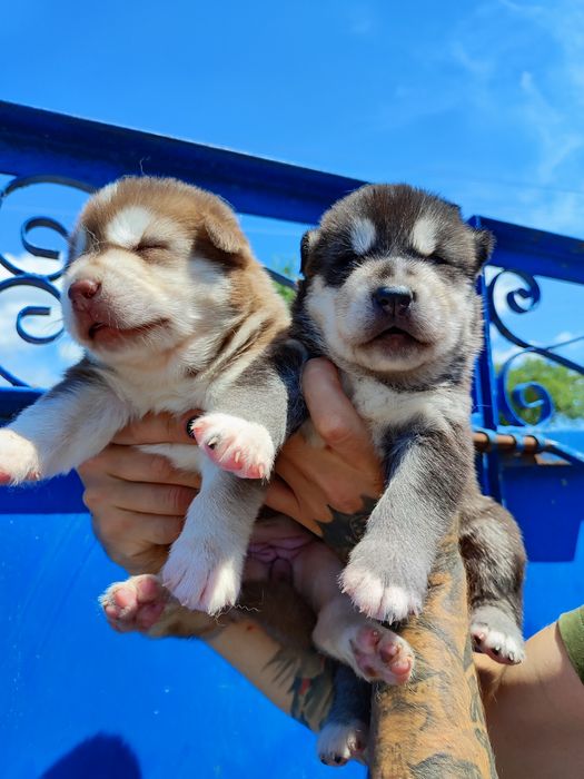 Симпатичні, чистокровні.