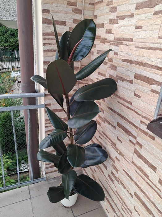 Ficus elastica ‘Burgundy’