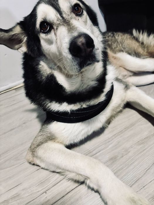 Dropsik szuka kochajacego domu