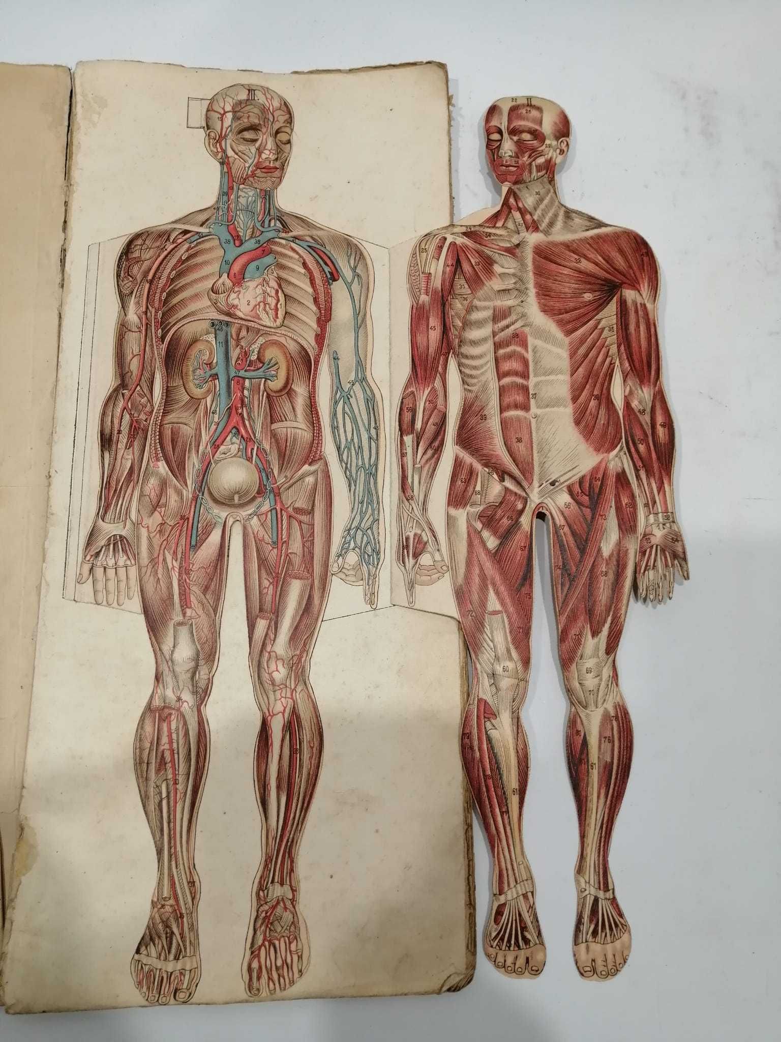 Anatomia do homem -Livro antigo articulado - final séc XIX