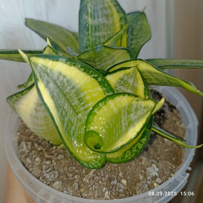 Продаж сансевієрії хані Фаворит