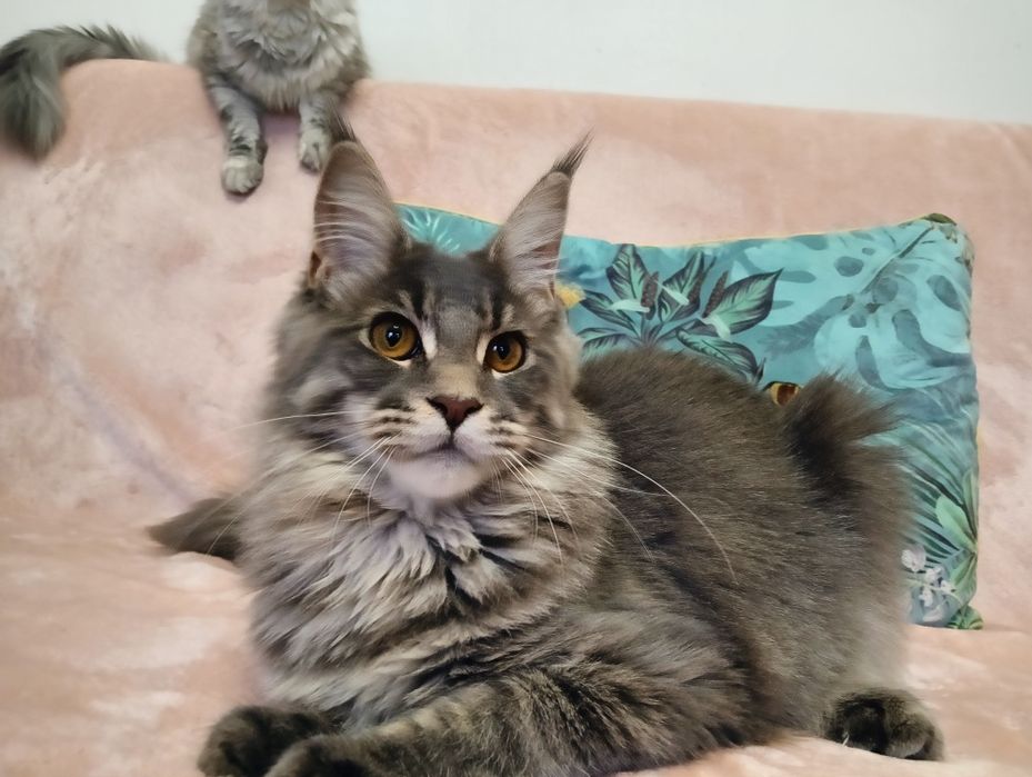 Maine coon niebieska pręgowana kotka do hodowli rodowód FPL