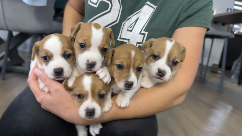 Джек Рассел Терʼєр