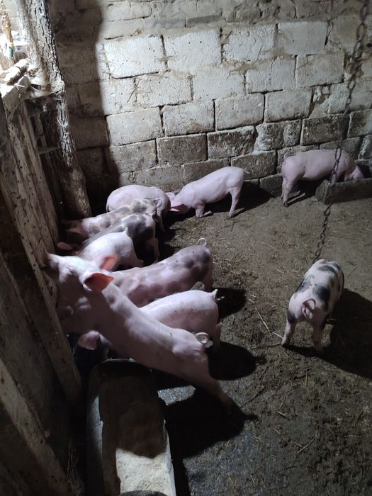 Продам поросята ціна 8000 пара