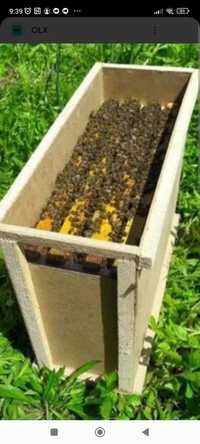 Продам бджолопакети "Карпатка"