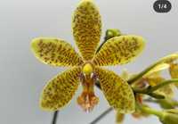 Орхідея фаленопсис Stuartiana x Manni 1,7. Сизий лист, невеликий крап