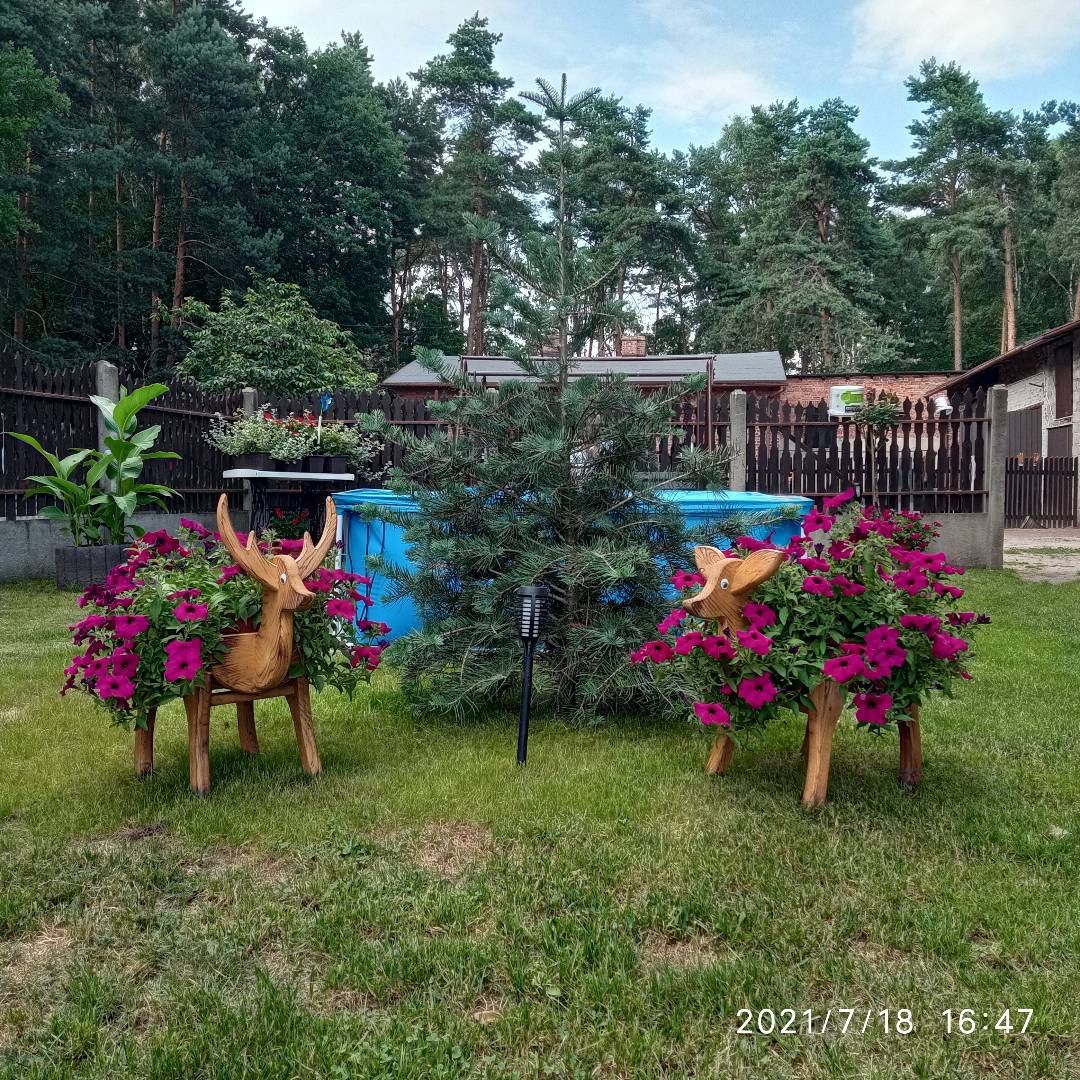 DONICE Jelonki i Sarenki.