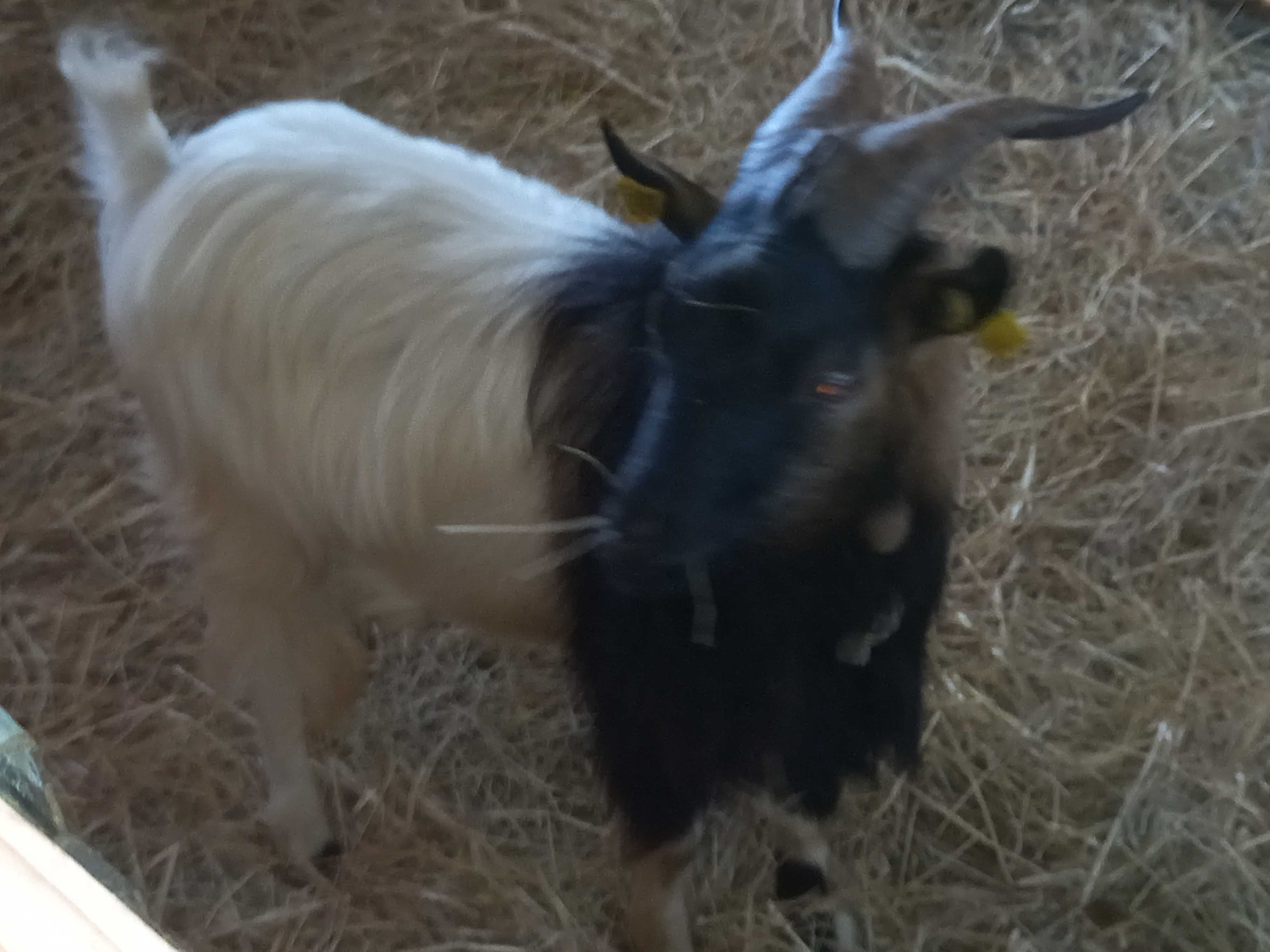 Cabras anãs, 3 machos