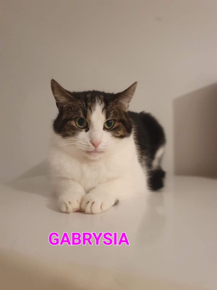 Milutka Gabrysia szuka domu