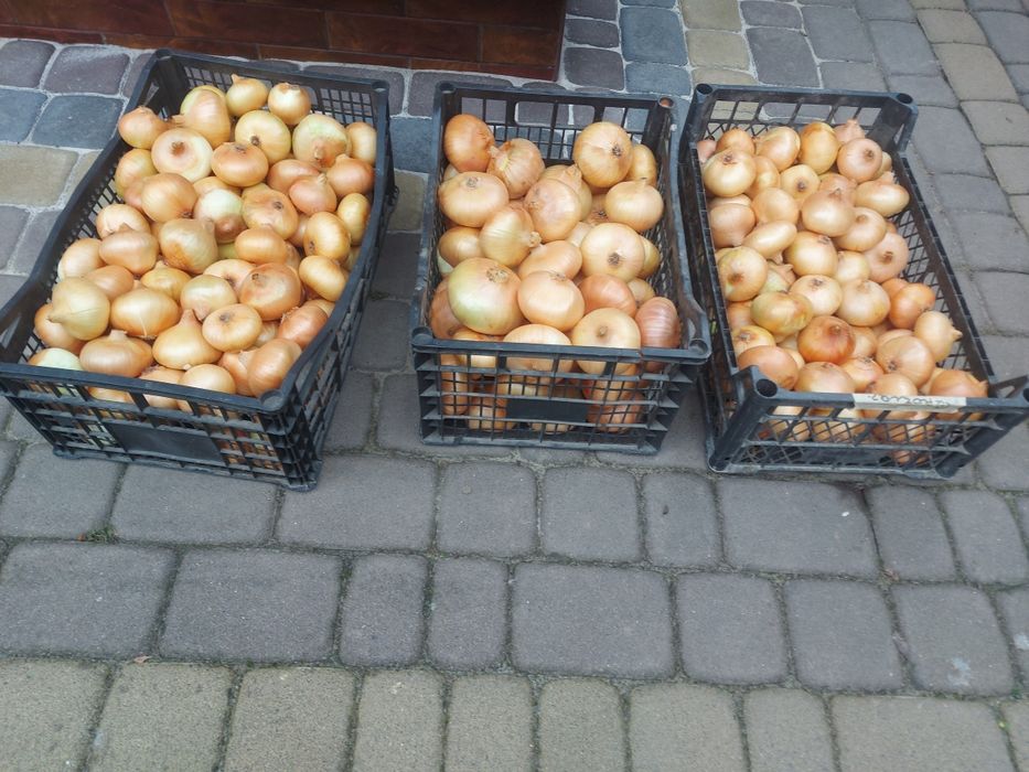 Цибуля,домашня без ГМО.