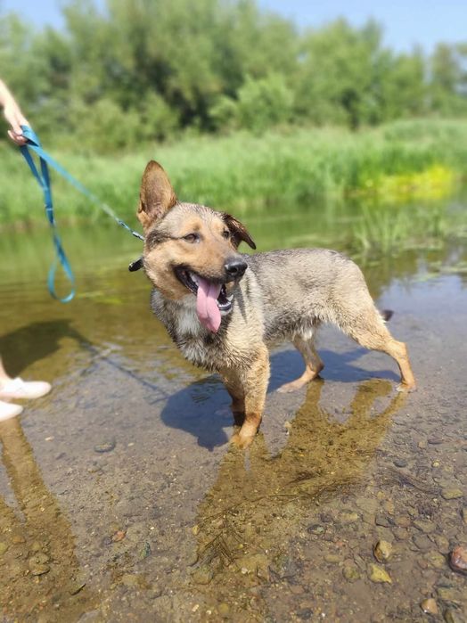 Cudowny Tango szuka domu!