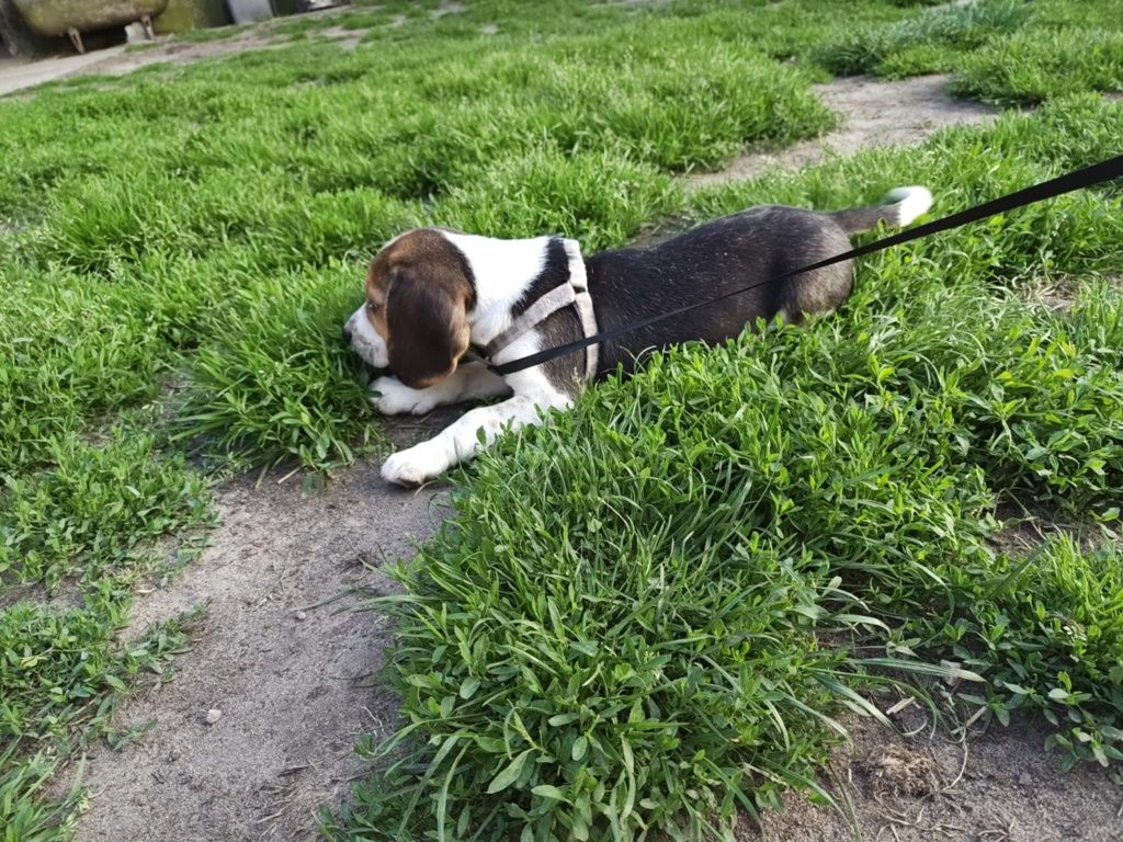 Beagle tricolor piesek do odbioru