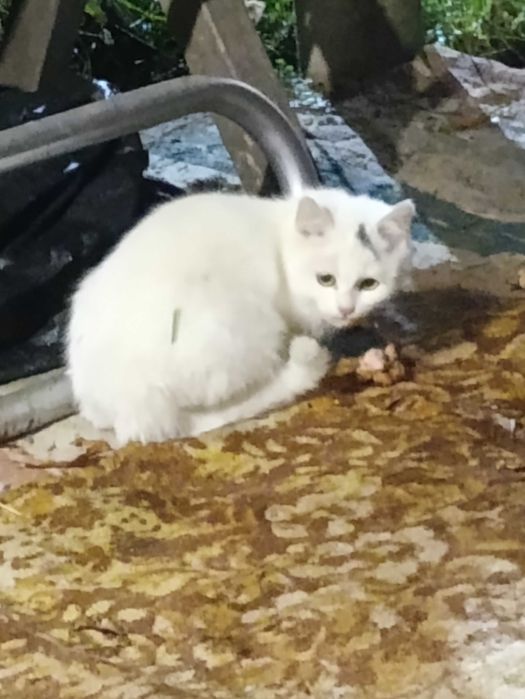 В добрые руки ,подкинули котенка 3-4 месяца,скоро зима а ему нужен дом