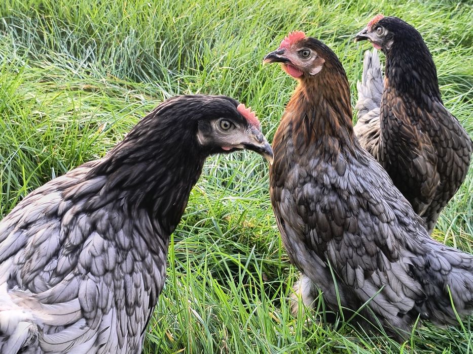 Kury nioski Rossa leghorn zielononóżki dominant