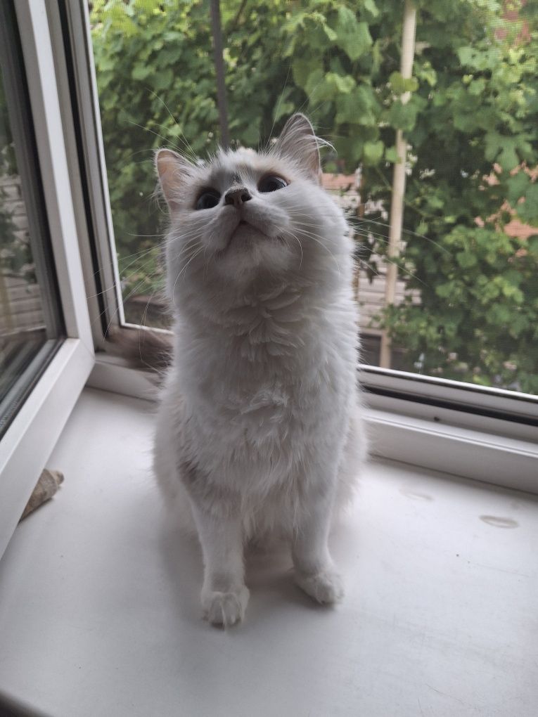 Котики породы турецкая ангора