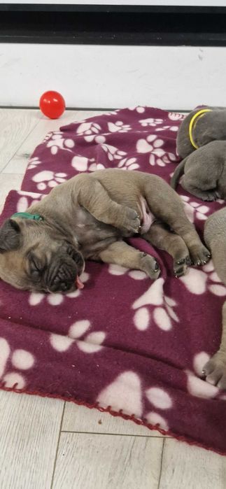 Cane corso piesek rodowodowy