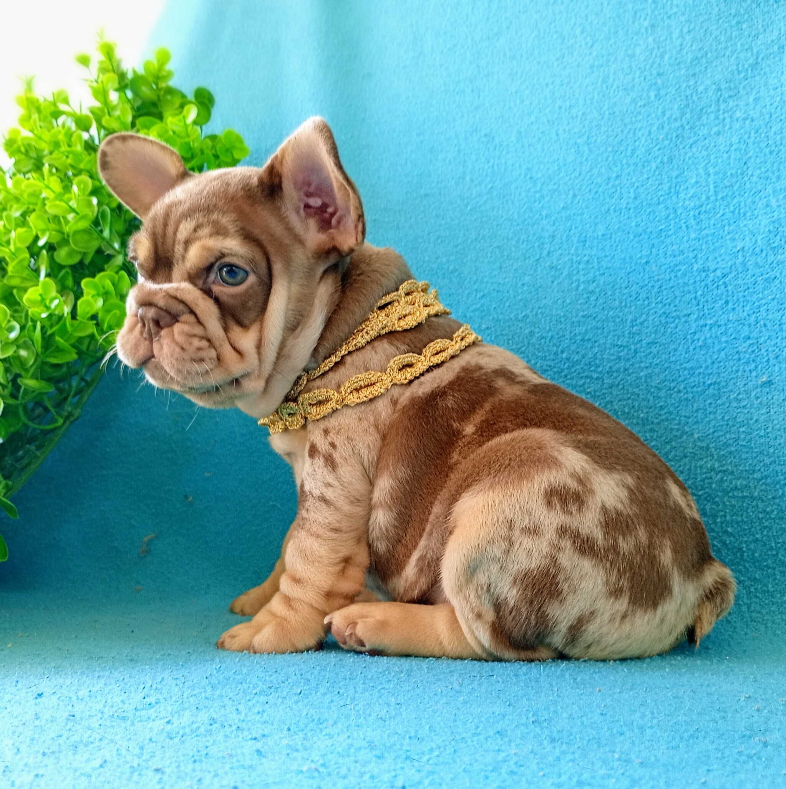 Male French Bulldog Exotic coloring