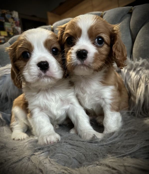 Chłopiec cavalier king charles spaniel