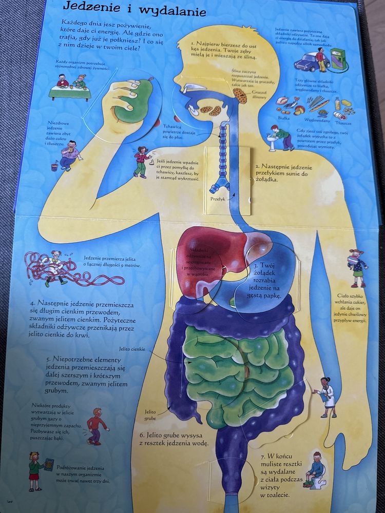 Sekrety ludzkiego ciała (książka z okienkami:)