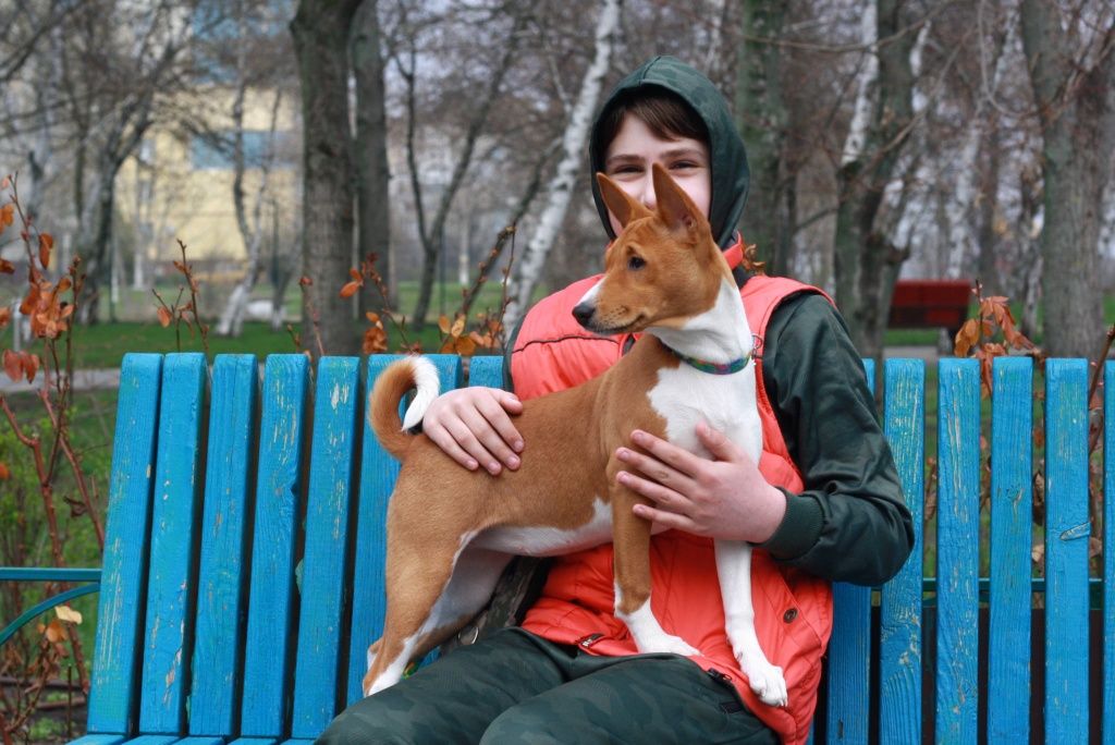 Басенджи basenji, Керрі бездоганна мала! КСУ