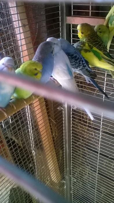 papugi faliste śliczne kolorowe inne