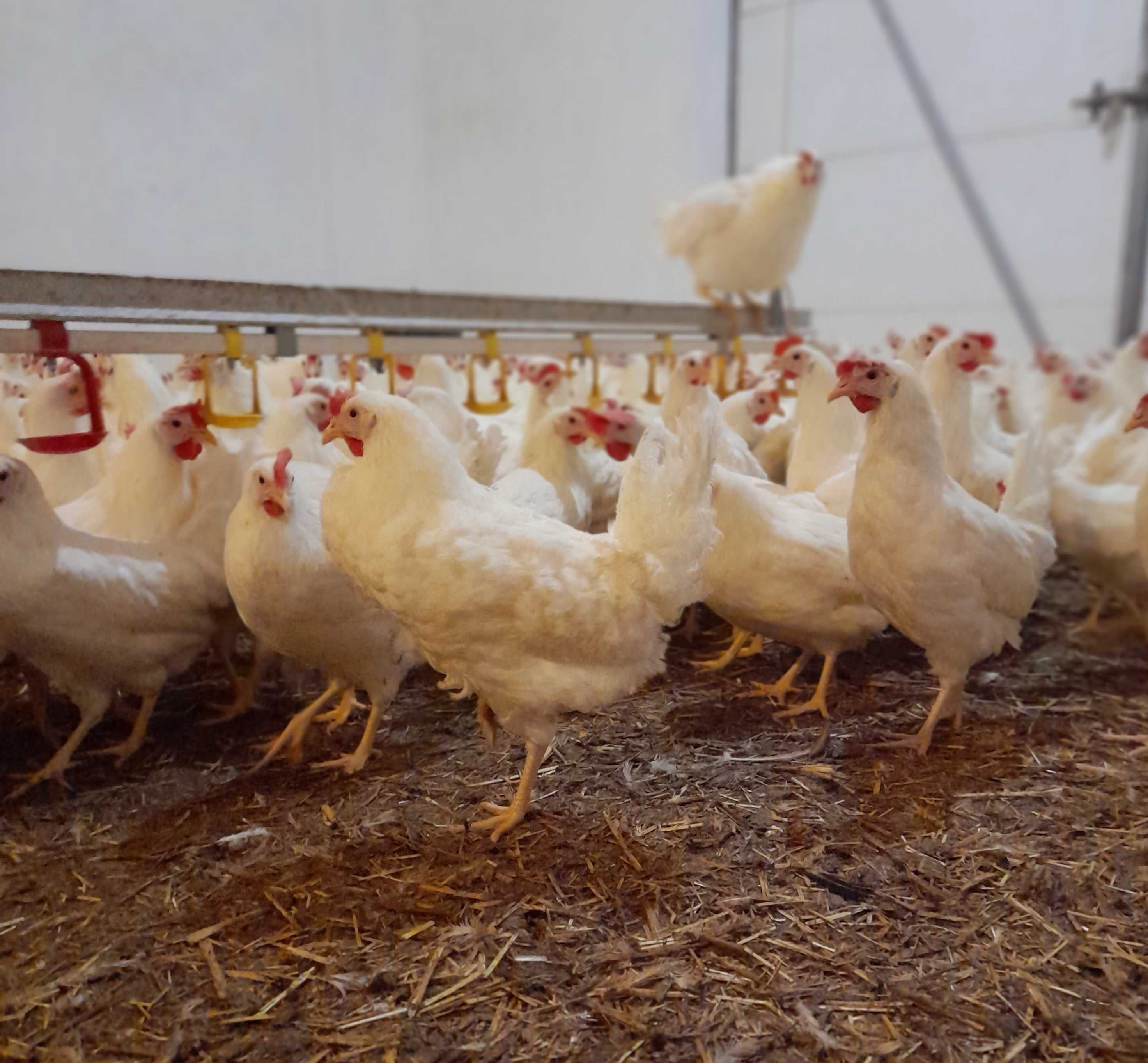 Kury Leghorn Leghorny 24tyg Wysyłka