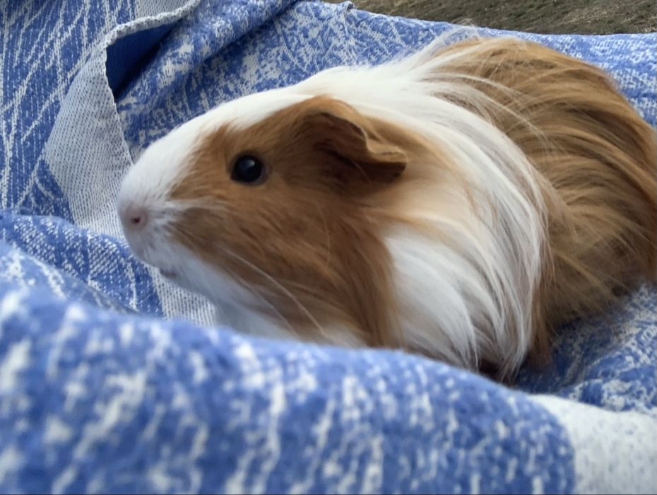 Морські свинки «Шелті»