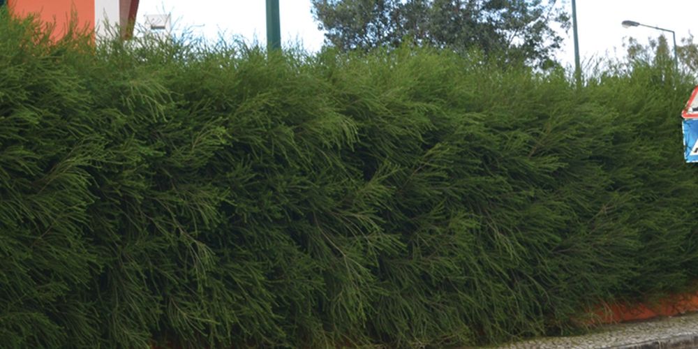 Melaleucas para sebes 25/30 cm2,40€