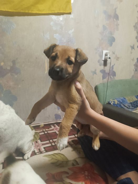 Цуценята.Фокс тер'єр метиси,дівчатка.Собака