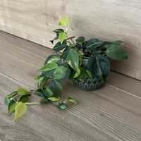 Philodendron Brasil