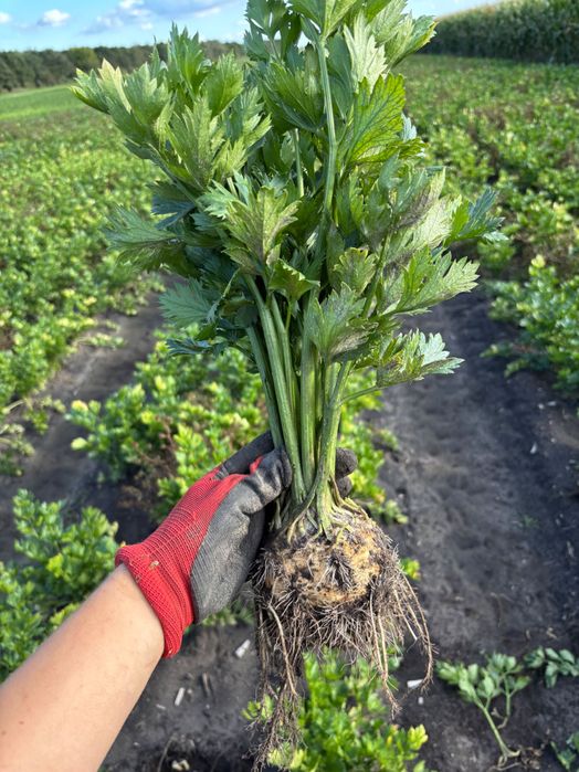 Seler korzeniowy świeży