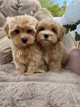 Чистокровні Мальтипушки! maltipoo f1 Болонка Мальтипу Йоркипу