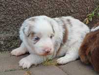 Border Collie piesek red merle