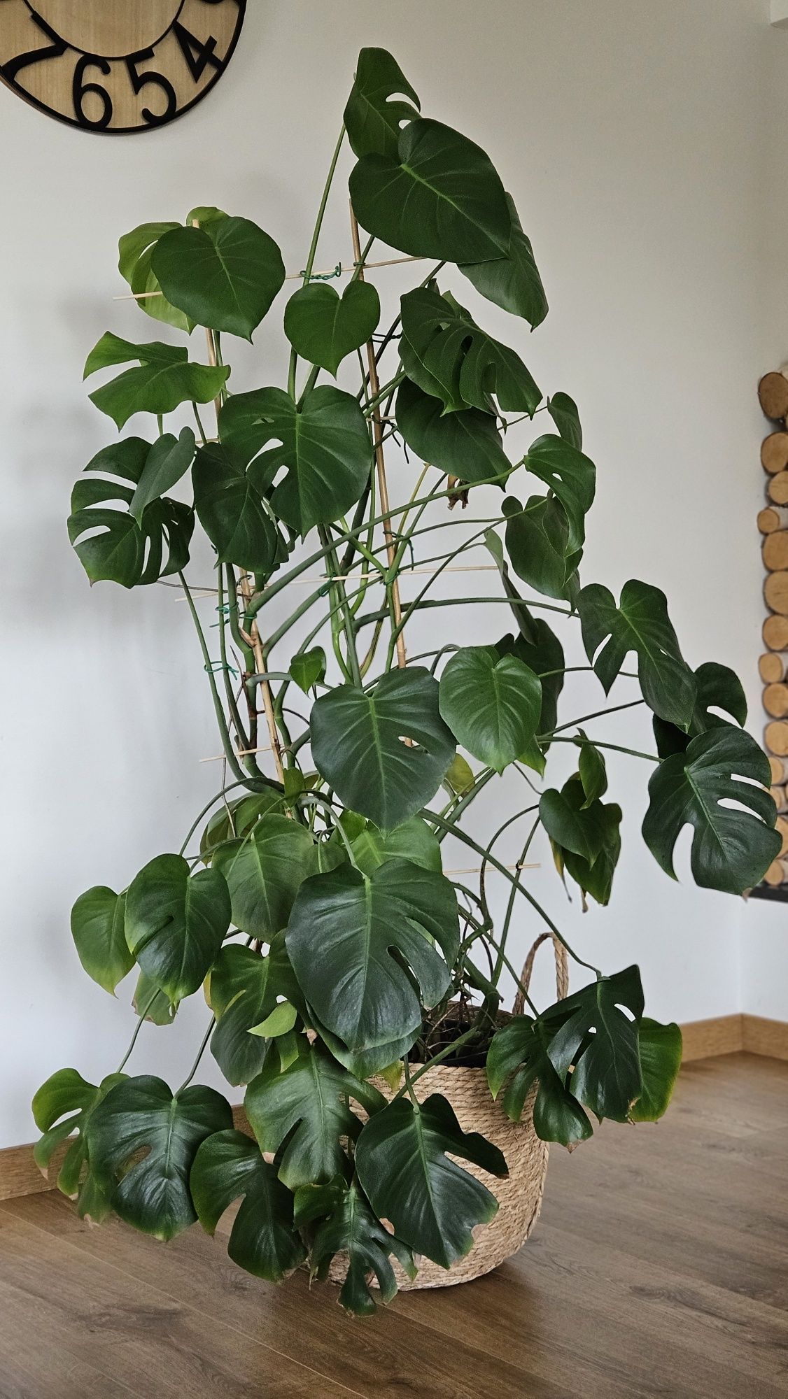 Monstera dziurawa duża