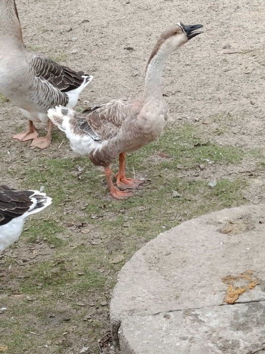 Gęsi kubańskie /garbanosa