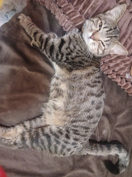 Кошенята бомбейської кішки