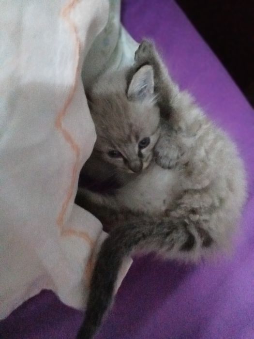 Gato Ragdoll com 2 meses