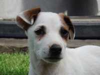 Jack Russell Terrier  #SMARTIE JACKS# pure breed short coated MALE JRT