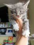 Kocurek Maine coon Bezik