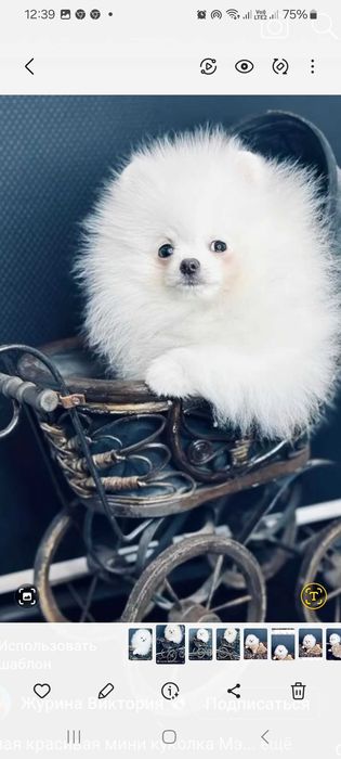 Шпиц с размером горошка