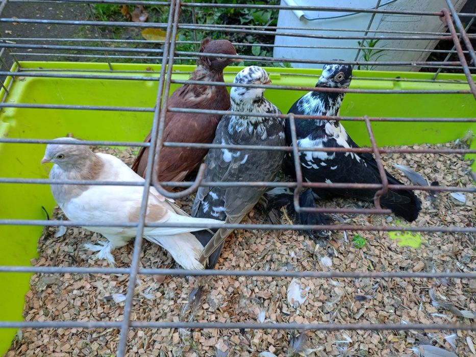 Sprzedam gołębie ozdobne