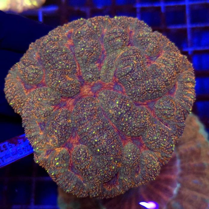 Lobophyllia Rainbow WYSIWYG #5