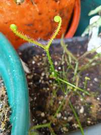 Planta carnívora Drosera binata