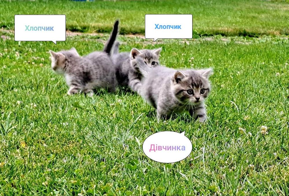Шотландські висловухі та прямовухі кошенята шукають люблячу сім'ю