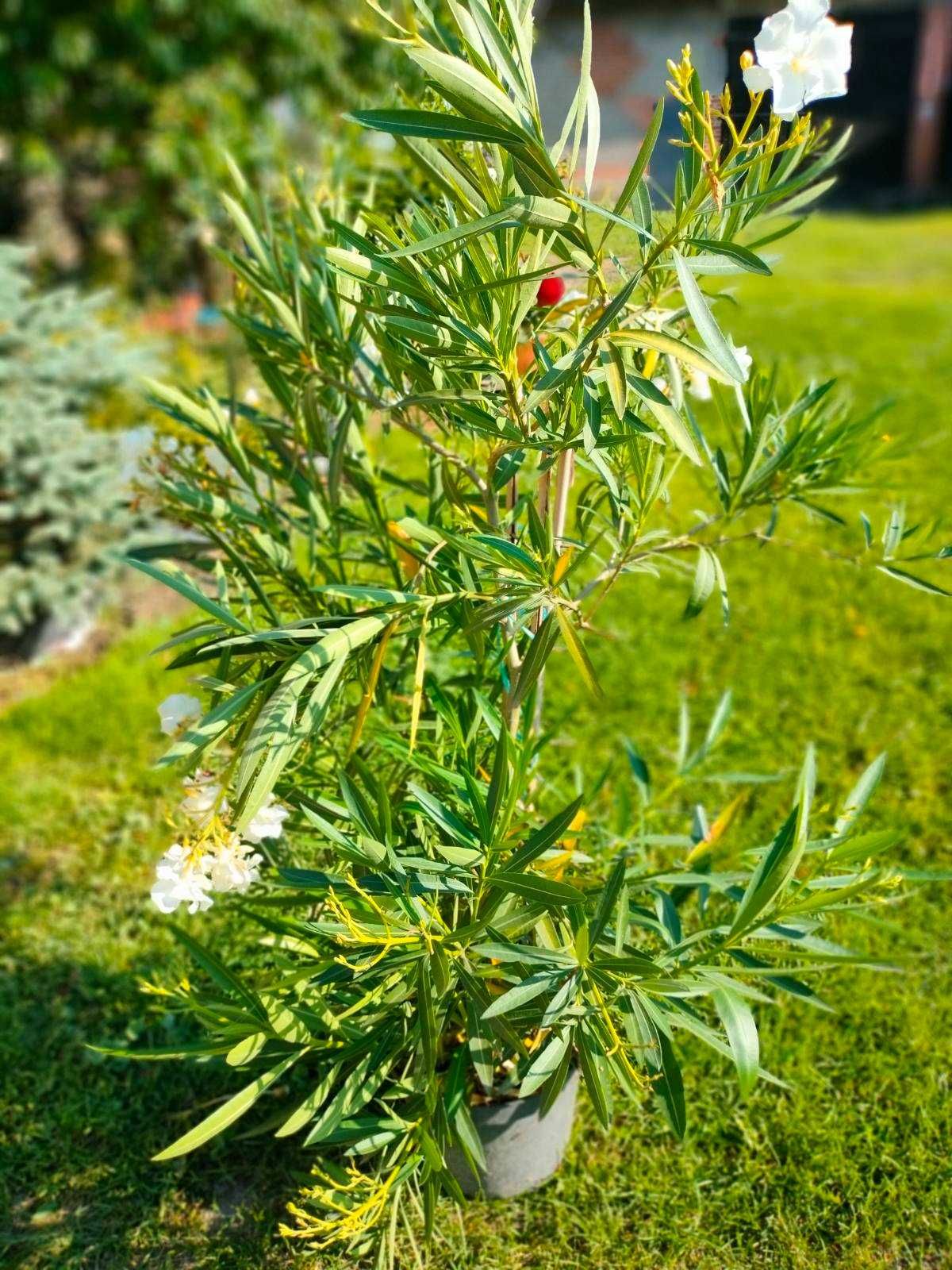 Sprzedam oleander