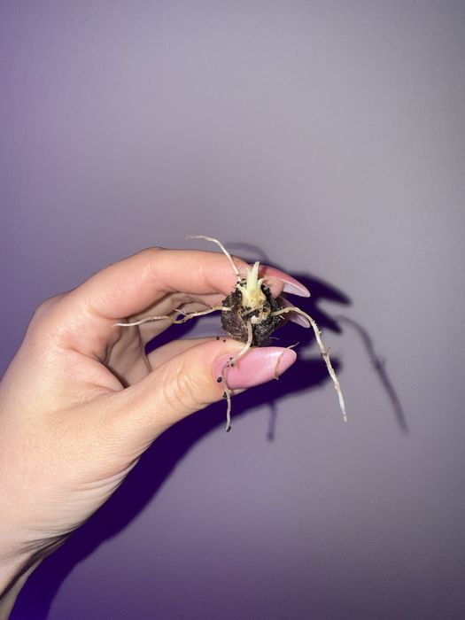 Алоказія Мело. Бульби алоказії Мело